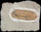 Bargain, Hamatolenus Trilobite (Molt) - Tinjdad, Morocco #47347-1